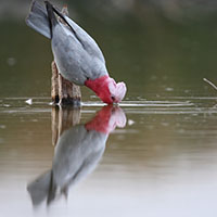 Galah