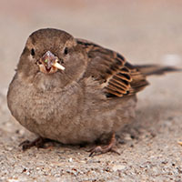 HouseSparrow