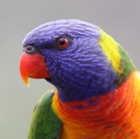 Rainbow Lorikeet_Jells_Dec13_MG_7111