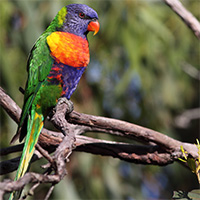 RainbowLorikeet