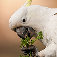 Sulphur-crested Cockatoo