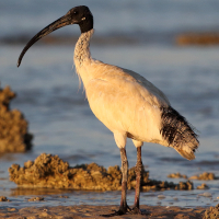 Australian White Ibis